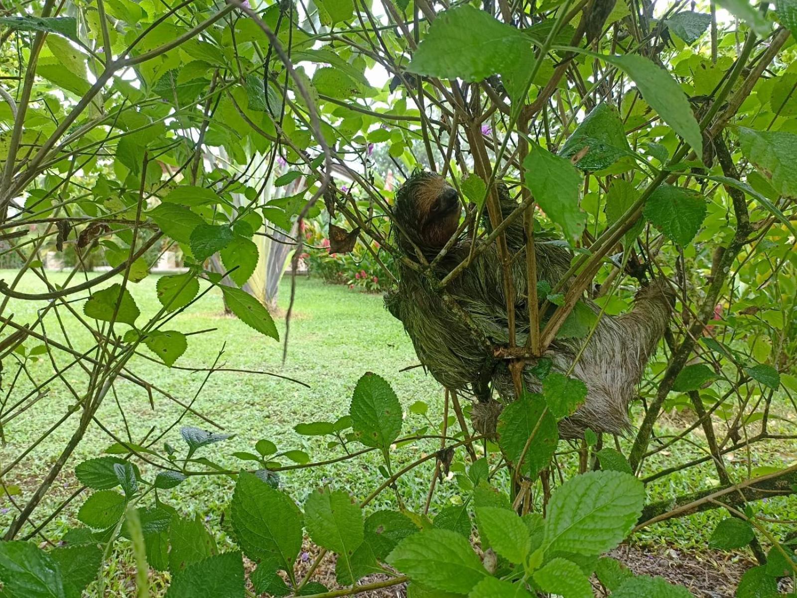 Villa Ceiba La Fortuna Exterior foto
